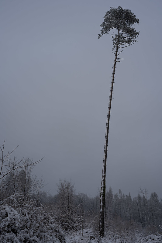 Baum in Landschaft