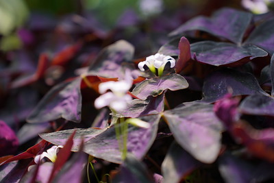 Nahaufnahme einer Blume