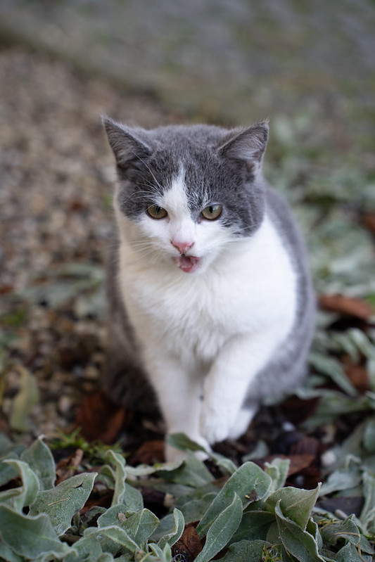 Katze